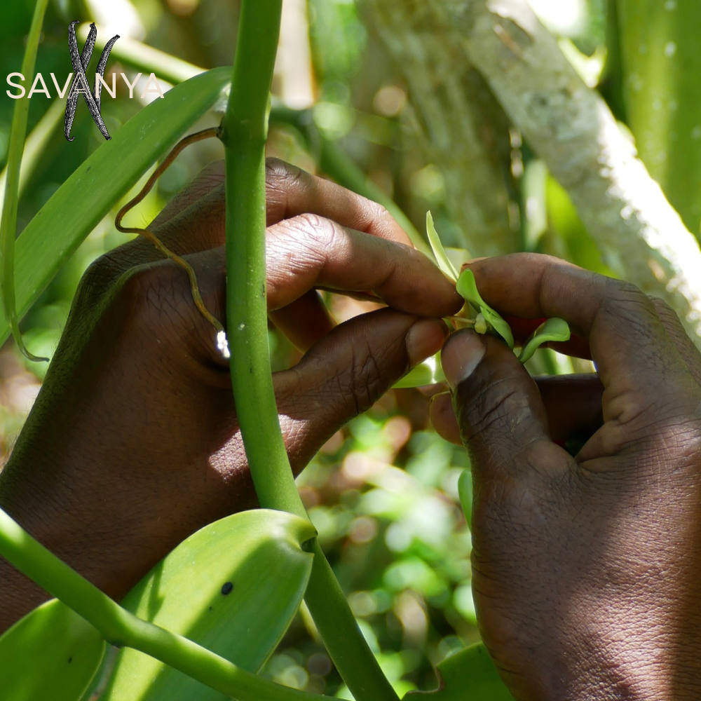 25 Gousses de Vanille Bourbon de Madagascar