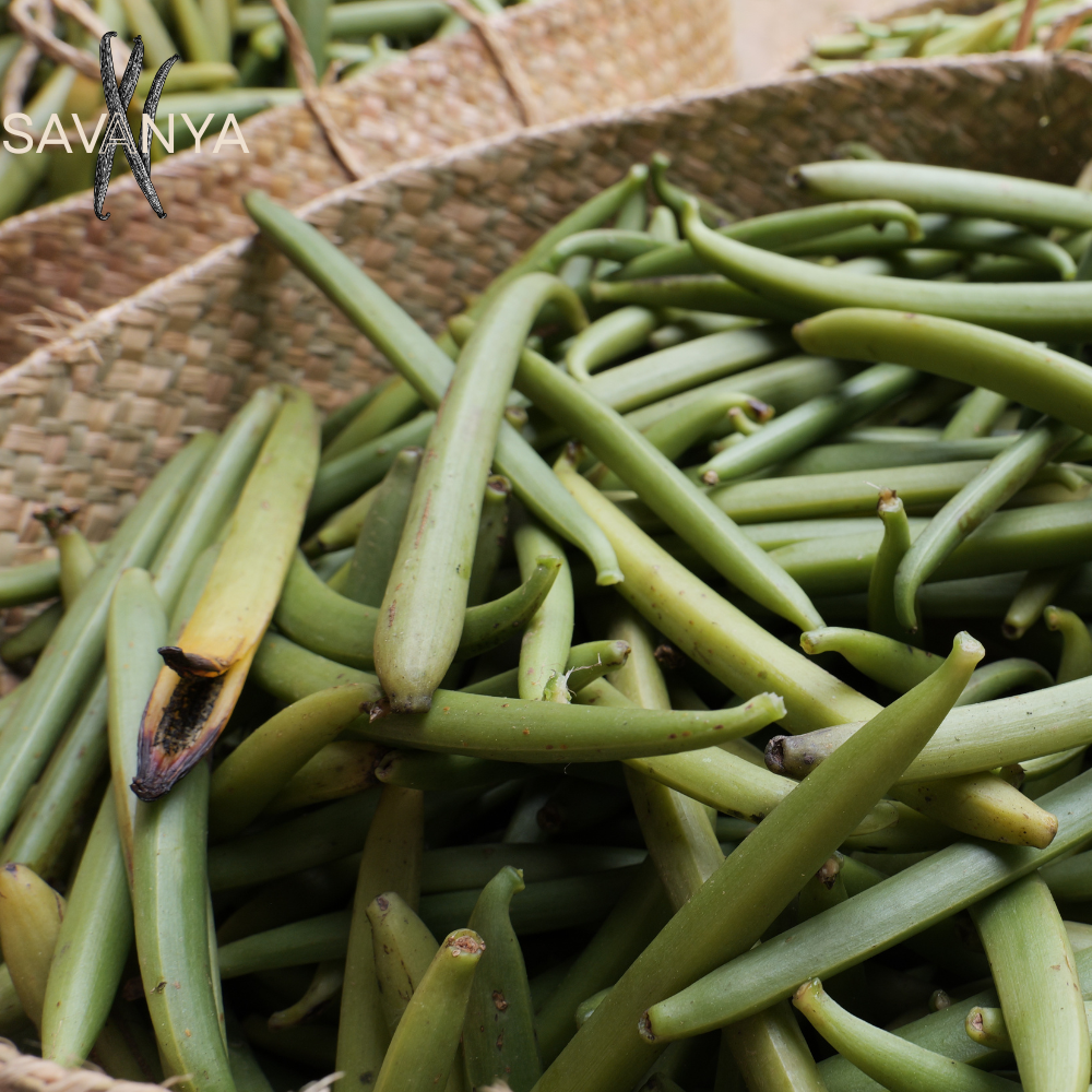 25 Gousses de Vanille Bourbon de Madagascar